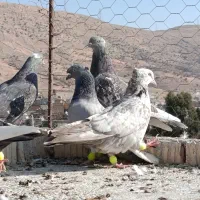 بهبهانی دونه ۲۰۰ تومن مقطوع|پرنده|شیراز, سعدیه شمالی|دیوار