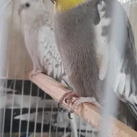 یکجفت عروس هلندی سخنگو