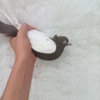 جفت کبوتر سینه ای چشم نوک