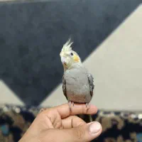 عروس هلندی ماده