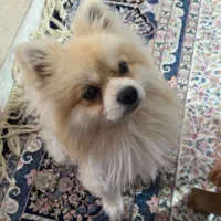 پامرعروسکی اصیل