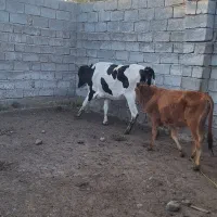 گاو فروشی|حیوانات مزرعه|جیرفت, |دیوار