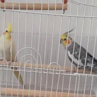 یک جفت عروس هلندی|پرنده|کاشمر, |دیوار