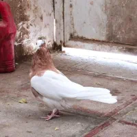 سرحال|پرنده|سبزوار, غرب نیروگاه|دیوار