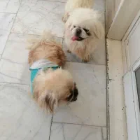 سگ پکنیز نرو ماده
