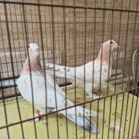 کفتر گمشده|حیوانات|شیراز, دارالرحمه|دیوار