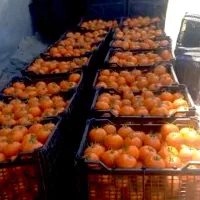 بذر F1 گوجه فرنگی رقم مشابه ۸۳۲۰،گوجه گرد و پربار|عمده‌فروشی|بهبهان, |دیوار