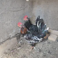 جوجه گلین ۴۰تاج،و خروس|حیوانات مزرعه|یزد, |دیوار