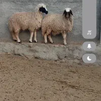 میش بره، شک ورن، بز،گوسفند