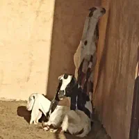 بز گلابی پاکستانی|حیوانات مزرعه|خمینی‌شهر, |دیوار