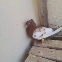 کبوتر سینه ایی