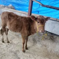 2 راس گاو، گوساله دورگ