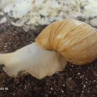 حلزون آچاتینا