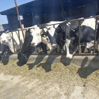 گاو تلیسه صنعتی شناسنامه دار