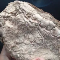 سنگ فسیل|کلکسیون اشیاء عتیقه|کاشمر, |دیوار