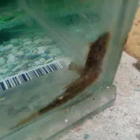 دوعددلجن خارسالم بفروش می‌رسد