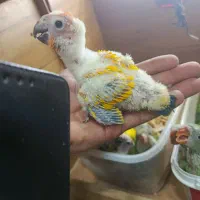 فروش انواع طوطی سانان