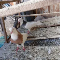 کفتر