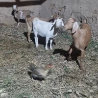 بز جوان دورگ|حیوانات مزرعه|یزد, |دیوار