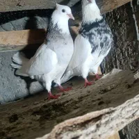 کبوتر طوقی جفت