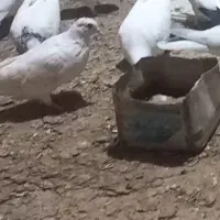 سه عدد کبوتر ماده