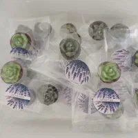 شمع وارمر طرح کاکتوس