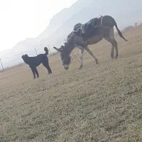 الاغ ماده خیلی دورشت گله بشرط گله همه چی بضمانت