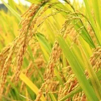 برنج ممتاز هاشمی با ضمانت