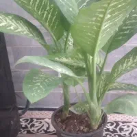 گل های زیبا و زینتی آپارتمانی با کیفیت عالی