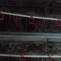 قفس مرغ تخمگزار  وقفس حمل مرغ
