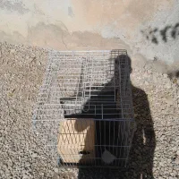 فروش قفس پرنده بسیار بزرگ