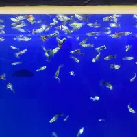 ماهی گوپی نژاد بلوتکسیدو و ردتکسیدو