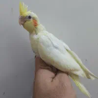 لونه عروس هلندی|لوازم جانبی حیوانات|بندرعباس, |دیوار