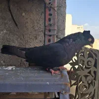 زاغ آبادانی