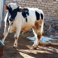 دو گوساله نره رسمی