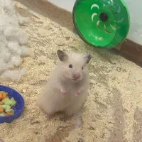 همستر سوری زیبا کرم رنگ فروش فوری|موش و خرگوش|مشهد, نرگس (شهرک غرب)|دیوار