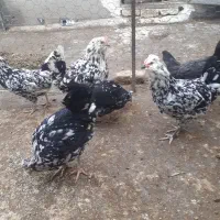 مرغ خروس گلین پنگوئنی|حیوانات مزرعه|اردبیل, |دیوار