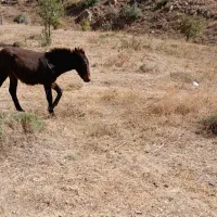 قاطر|حیوانات مزرعه|شاهرود (اردبیل), |دیوار