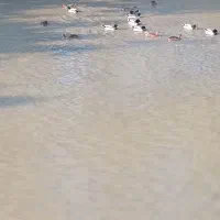 اردک پروازی|حیوانات مزرعه|رشت, پورسینا|دیوار