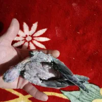 هروس هلندی