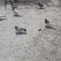 سلام ۵۰ تا کبوتر یکجا روهم ۳۰۰  تکی هم میدم