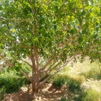 خانه باغ ۴۸۰ متری