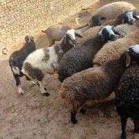 بره نر|حیوانات مزرعه|اشتهارد, |دیوار