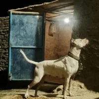 توله داگو ارژانتینو