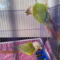 بازرگانی امیر پرنده زینتی|پرنده|نقده, |دیوار