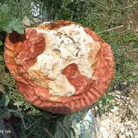 فسیل چندین میلیون ساله