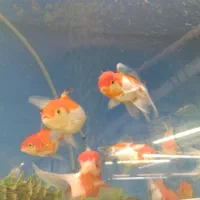 بارجدیدارشیا اکواریم رسید