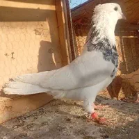 کفتر طوقی هفرنگ نر مست