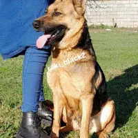 ژرمن مادع ورک فقط ۸ تومن