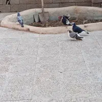 کفتر
